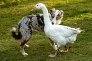 Käthe (Hoohnah) und die Gans Gudrun.