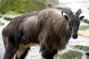 Im Zoo Berlin leben verschiedene asiatische Steinbockarten, die auf drei imposanten Felsenanlagen ein neues zu Hause gefunden haben. Im Bild: Ein Himalaya-Tahr-Bock im Zoo Berlin.