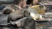 Alle Hände voll zu tun hat auch Reviertierpfleger René Walther aus dem Tierpark. Erste Aktion an diesem Tag: Hufpflege bei Goldtakin-Weibchen Cadence.