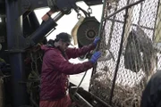 Deckhand Zach Larson helps pull up a pot full of crabs on the Brenna A.