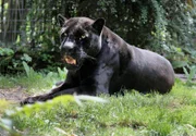 ARD/SWR EISBƒR, AFFE & CO FOLGE 140, "Zoogeschichten aus Stuttgart", am Mittwoch um 16:10 Uhr im ERSTEN. Jaguar Petra gehört zu den ältesten Tieren der Wilhelma und kennt alle Tricks und möglichen Überraschungen.