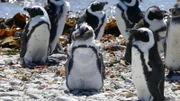Praktikum bei den Pinguinen 5; © BR/TEXT + BILD Medienproduktion GmbH & Co. KG. - Honorarfreie Verwendung gemäß AGB im redaktionellen Zusammenhang mit genannter Sendung bei Nennung "Bild: BR/TEXT + BILD Medienproduktion GmbH & Co. KG.". Andere Verwendung nur nach Absprache. KiKA Unternehmenskommunikation - bildredaktion@kika.de Telefon: +49.361.218-1826