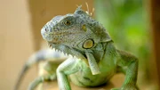 Leguan