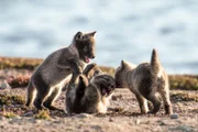 Spielende Polarfuchsjunge, Karrak See