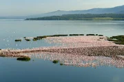 Die Flamingos sind im Laufe der Evolution immun gegen die giftigen Algen des Seesgeworden. Durch den Verzehr der Algen und Kleinkrebse des Sees färbt sich ihr Gefieder rosa oder orange.