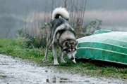 Steffi und Ingo geraten in Panik, als ein Wolf ihren Weg kreuzt...