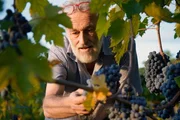 Marino Colleoni begutachtet seine Sangiovese-Trauben.