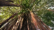 Die Feigenb&auml;ume im V&aacute;rzea-Auwald haben viele Luftwurzeln. Wenn der Wald in der Regenzeit bis zu vier Meter unter Wasser steht, sichern sie der Feige das &Uuml;berleben.