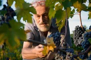 Brunello-Winzer Marino Colleoni und seine Trauben, Montalcino