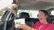 In einem Safaripark überraschen Wildtiere eine Touristin im Auto.  +++