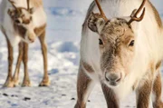 Lappland – Kulturraum der Samen und der Rentiere (Jungtiere im Bild)