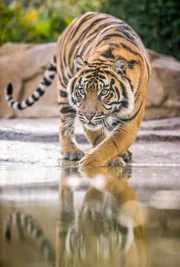 Sumatra-Tiger Kasarna. Sumatra-Tiger Kasarna.
