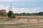Wenn Löwen das Luangwa-Tal durchstreifen, gehen Impalaherden in Alarmbereitschaft.