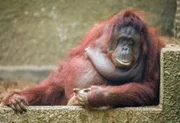 Orang-Utan-Weibchen Sarikei.