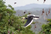 Ein Drittel ihres Körpergewichts müssen Orienthornvögel täglich verspeisen. In der nahenden Dämmerung machen sie sich auf die Jagd nach Fledermäusen.