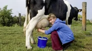 Löwenzahn - Kuh - Erste Hilfe für die Milch 6
