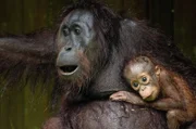 Acht Jahre lang wird sich diese Orang-Utan-Mutter um ihr Kind kümmern. In dieser Zeit muss der kleine Affe lernen, wie er im Regenwald Borneos überleben kann.