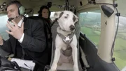 Der fliegende Hund: Bullterrier Shadow im Flugzeug mit Co-Pilot Adam.