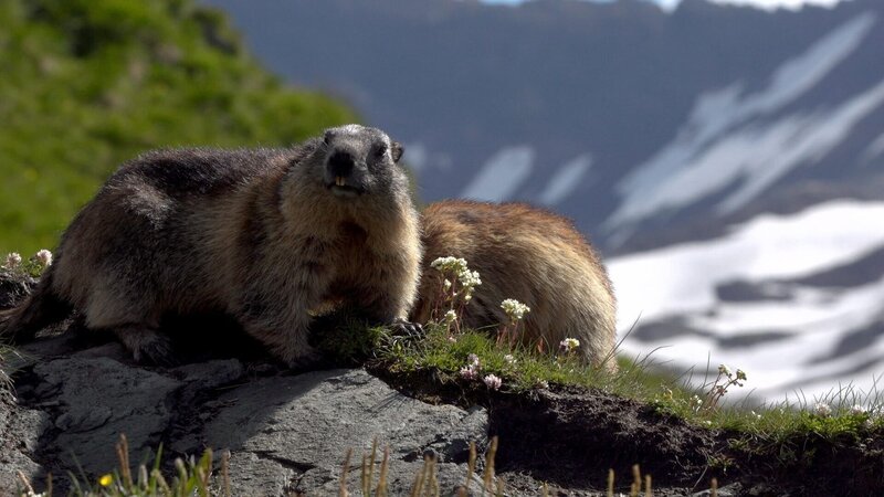 Vom Großglockner in die Karnischen Alpen (A, 2021)