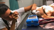 Die Untersuchung durch Yasmin Diepenbruck ergibt jedoch einen schockierenden Befund. Zusammen mit der Besitzerin entscheidet sich das Ärztepaar Diepenbruck/Neuberger für eine Operation, um die erst 7-jährige Runa zu retten.