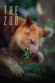 Tree kangaroo sitting on a tree branch and eating eucalipt. leaf