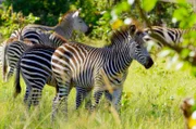 Eine Zebraherde inmitten des grünen Luangwa-Tals