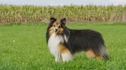 Shelties ähneln Collies. Mit knapp 7 Kilogramm Gewicht und 37 Zentimeter Schulterhöhe ist die Hunderasse aber deutlich kleiner.