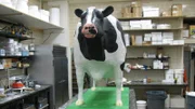 Front view Cow Cake at bakery.