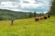 Möhrenbachs einziger Landwirt züchtet Highland- und Galloway-Rinder.