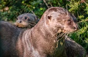 Otter mit Jungtier Pups.