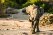 Bereits früh müssen Babyelefanten lernen, wie sie in der Hitze der Namib-Wüste überleben können. Ihr Wissen geben sie später an ihre eigenen Kinder weiter.