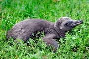 Auch in den neuen Folgen der Tierdokusoap "Panda, Gorilla & Co." werden wieder unterhaltsame "Beziehungsgeschichten" von Tierpflegern und ihren Schützlingen erzählt. Ein Wiedersehen mit vielen bekannten Gesichtern - bei Tier und Mensch. Den Zuschauer erwarten aber nicht nur alte Bekannte, sondern auch zahlreiche neue tierische Bewohner und attraktiver Nachwuchs. - Im Tierpark Berlin wird der junge Humboldt-Pinguin Maipo für eine Federentnahme aus dem Nest geholt: Die Federprobe soll Gewissheit geben über sein Geschlecht.