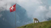 Ein Alpaka unter der Schweizer Flagge