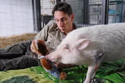 ARD TIERÄRZTIN DR. MERTENS IV. Staffel mit 13 neuen Folgen, Folge 41, "Neue Wege", am Dienstag um 20.15 Uhr im Ersten. Tierpfleger Conny (Thorsten Wolf) kümmert sich aufopferungsvoll um das rekonvaleszente Schwein Otto.