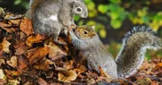 Eichhörnchen stiehlt die Spionage "Nuss".