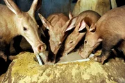 Zoo Berlin: Erdferkelfamilie am Futtertrog