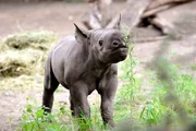 Spitzmaulnashorn-Kind Akili ist alles andere als wasserscheu: Immer wenn Tierpfleger Carsten Schwend Wasser ins Gehege laufen lässt, tobt es ausgiebig in den Pfützen herum.