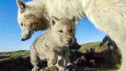 Polarwolf mit Jungtier.