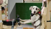 Bullterrier Shadow trainiert am Flugsimulator für seinen ersten Flug. Ob dieses haarige Experiment gelingt?