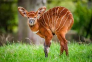Bongo-Antilopen Jungtier.