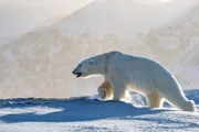 Eisbär