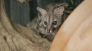 Die Kleinfleck-Ginsterkatze ist ein kleines Raubtier, das sehr zurückgezogen in den Wäldern Südeuropas lebt. Sie gehört zu den Schleichkatzen.