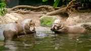 Die Otter
