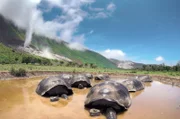Die Riesenschildkröten gehören zu den größten Bewohnern der Galápagos-Inseln. Knapp 15.000 von ihnen leben auf dem Archipel.