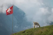 Das Berner Oberland Lamas, Alpakas und Permakultur Ein Alpaka unter Schweizer Flagge