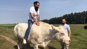 Aufgesessen! Bulle Carsten wurde vom Bauern Jan mit der Flasche aufgezogen. Die dazugehörigen Kühe liefern Milch für herrlichen Käse, den sich Schmidt für sein Frühstücksbüffet mitnimmt.