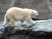 ARD/SWR EISBÄR, AFFE & CO FOLGE 155, "Zoogeschichten aus Stuttgart", am Donnerstag (09.12.10) um 16:10 Uhr im ERSTEN. Auch in der Wilhelma brauchen die Eisbären regelmäßige Beschäftigungsprogramme. Heute gibt es gefüllte Plastikkanister.