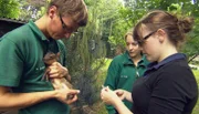 Tierpfleger Sebastian Bahrens versucht das Muntjakbaby vor der ersten Impfung zu beruhigen.