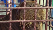 ARD/NDR LEOPARD, SEEBÄR & CO., FOLGE 133, am Montag (22.04.13) um 16:10 Uhr im ERSTEN. Walross Nesseyka kommt an.
