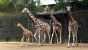 ARD/NDR LEOPARD, SEEBÄR & CO., FOLGE 132, am Freitag (19.04.13) um 16:10 Uhr im ERSTEN. Die Giraffenfamilie muss zum Feuerwrk nach Drinnen.